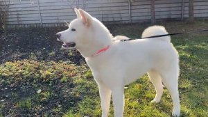Как лает Акита | Голос Акита Ину | Now does Akita bark