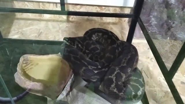 Ковровый питон Чейни (Morelia spilota cheynei) смотреть онлайн