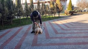 Русский охотничий спаниель. Дрессировка, послушание. Dog training.