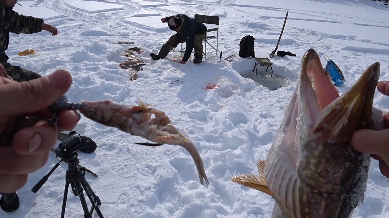 ШОК! 53 ЩУКИ НА БЛЕСНУ! НЕВЕРОЯТНЫЙ КЛЕВ ЩУК НА СЕВЕРЕ ЯКУТИИ! смотреть онлайн