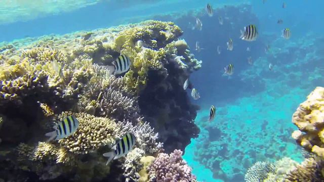 Egypt travel | Sharm el Sheikh | red sea смотреть онлайн