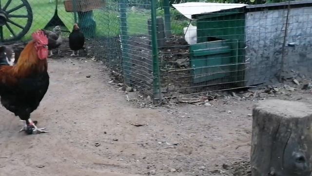 Вольеры с породной птицей, смотреть онлайн