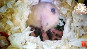 Хомячиха родила деток. Как ухаживать за родившей самкой хомяка.