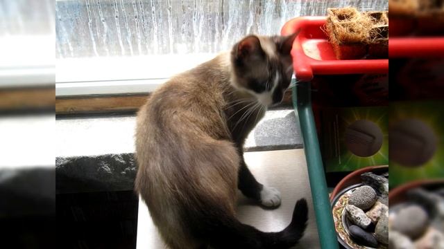 Сноу шу. Плюсы и минусы, Цена, Как выбрать, Факты, Уход, История смотреть онлайн