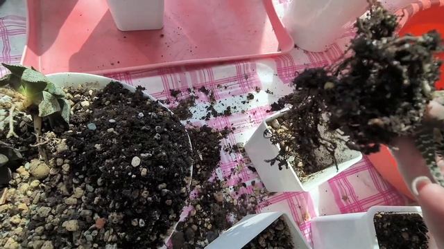 Пересадка хавортий и новинки суккулентов??? смотреть онлайн