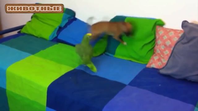 Весёлые Попугаи и забавные собаки. Сборник - [NEW HD] смотреть онлайн