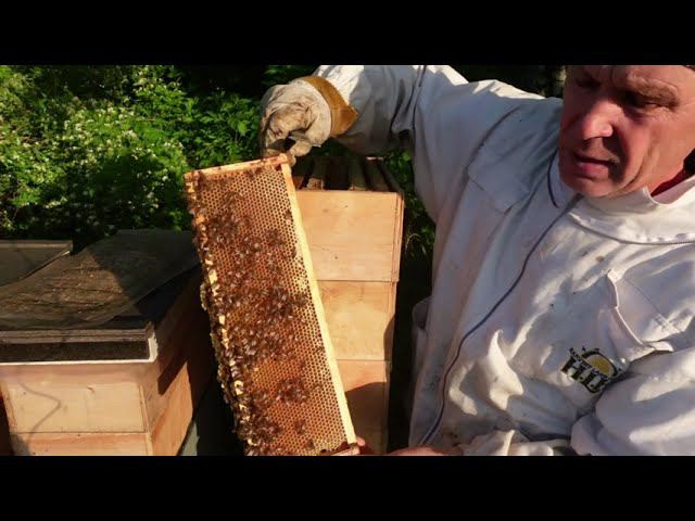 результат против роевого метода на 6ти рамочных ульях смотреть онлайн