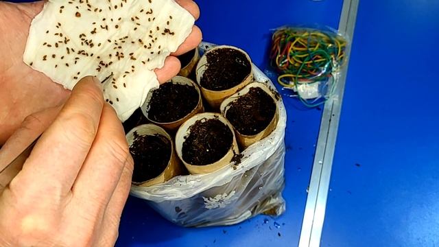Тубусы от туалетной бумаги больше не выбрасываю! Выращиваю морковь на подоконнике смотреть онлайн