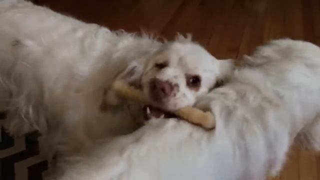 Clumber Spaniel Dispute Resolution: Learning to Share a Nylabone смотреть онлайн