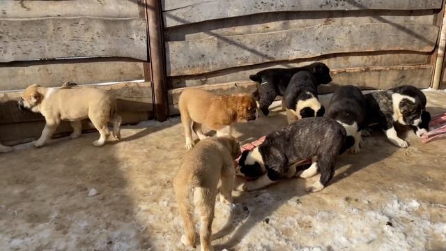 3 кобеля, 11 сук от Мартына и наших сук.2 помета по БУЛЬДОЗЕРА линии.САО/алабай.РКФ/FCI.+7915778778 смотреть онлайн