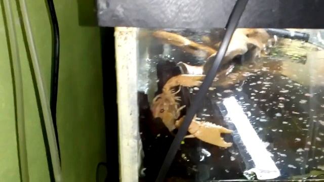 Рак альпинист в домашнем аквариуме. Procambarus clarkii white (snow). Болотный флоридский рак. смотреть онлайн