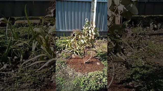 Фейхоа на Кубани смотреть онлайн