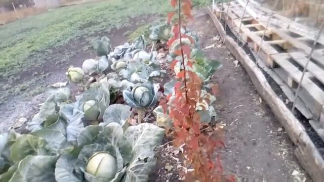 Пришло время срезать капусту смотреть онлайн