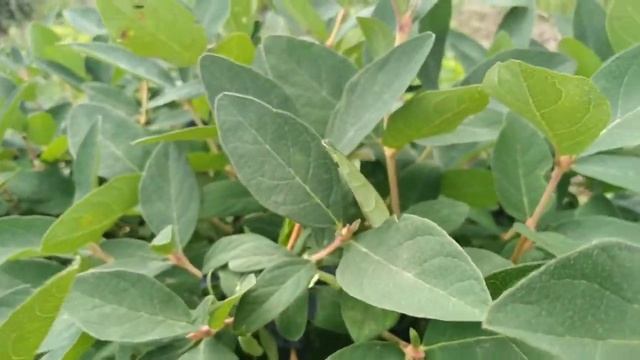 ЖИМОЛОСТЬ.Обзор Бакчарского великана,Карины,Морены. смотреть онлайн