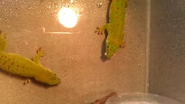 Фельзумы едят мучных червей в витаминах смотреть онлайн