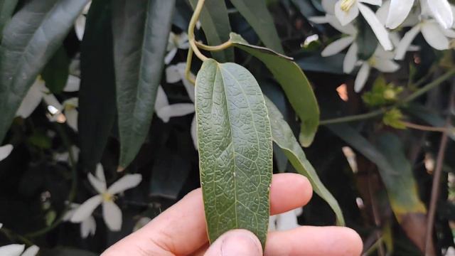 L'ingegneria genetica di un fiore смотреть онлайн