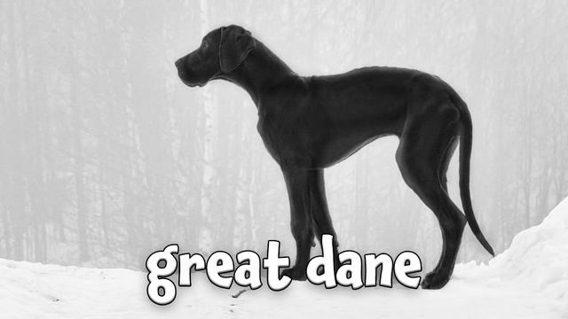 Types of Dogs! Learn about Dog Breeds for Kids смотреть онлайн
