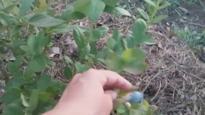 29 июня 2018 Дегустация ягод разных сортов голубики.