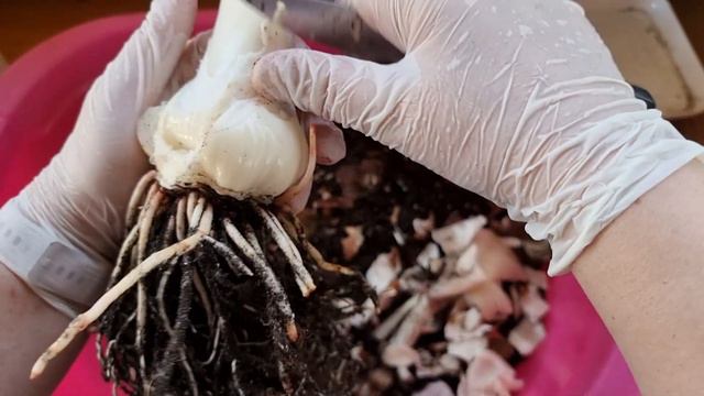 День пересадок Candy Nymph - 2 луковица, из прошлогодней закупки смотреть онлайн