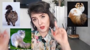 КОШКА ЛИНЯЕТ КРУГЛЫЙ ГОД: ПОЧЕМУ И ЧТО ДЕЛАТЬ?