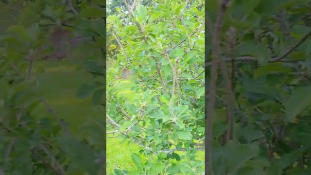 Granny Smith Apple Tree Fruiting in Central Florida zone 9b 4/26/22 смотреть онлайн