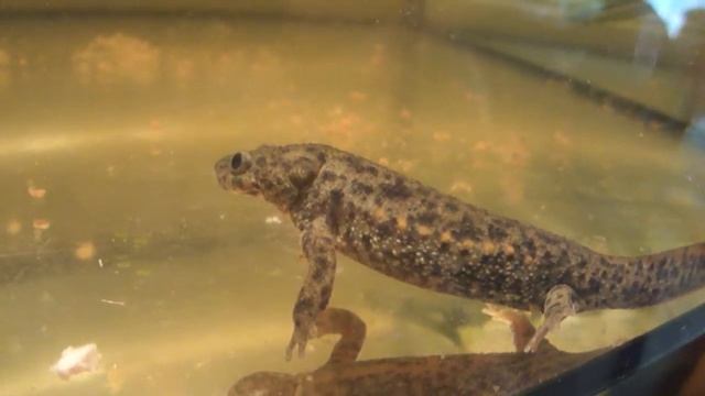 АКВАРИУМНЫЕ ТРИТОНЫ http://goldfish.moy.su/index/triton/0-18 смотреть онлайн