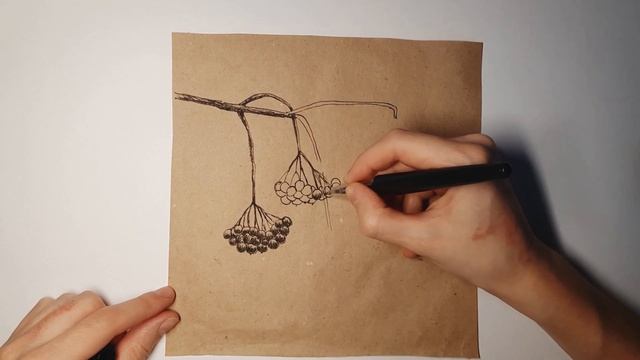 Рисунок ветки рябины в снегу. Как нарисовать ветку рябины. Простой зимний рисунок для начинающих смотреть онлайн