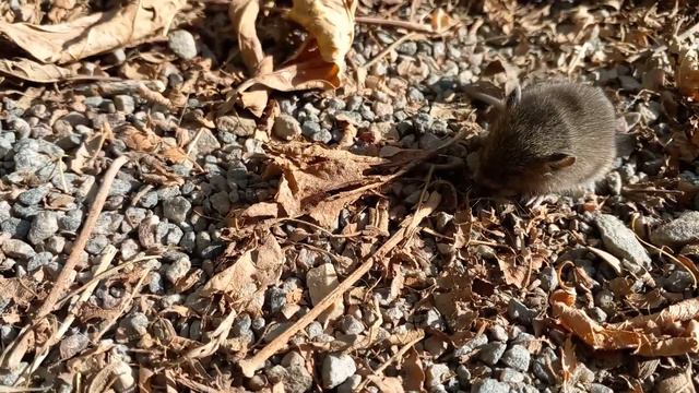 маленькая полевая мышка 2 little field mouse 2 смотреть онлайн