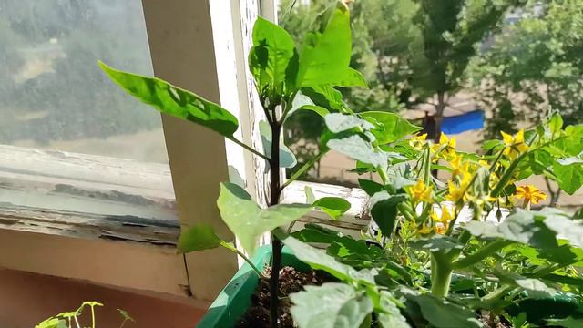 19 июня 2022 Судя по росту гидропонный раствор подобрал удачно. смотреть онлайн