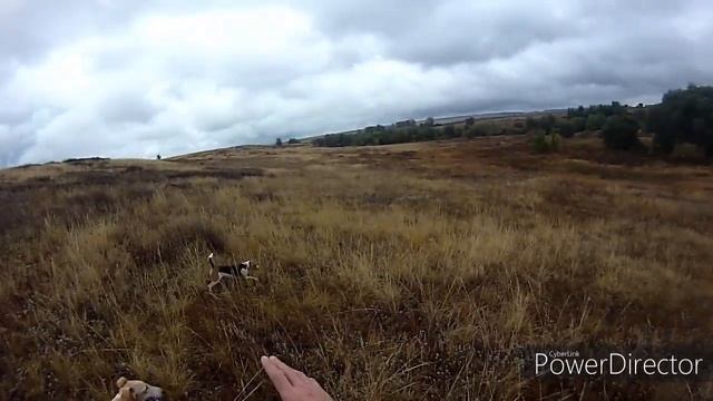 Выбор охотничьей собаки. Почему эстонская гончая и русская псовая борзая. смотреть онлайн