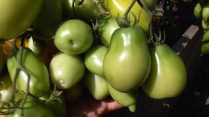 Томатные Гномы - новинки 2022 года. Гном Банановые пальцы - потрясающая урожайность! Посмотрите!