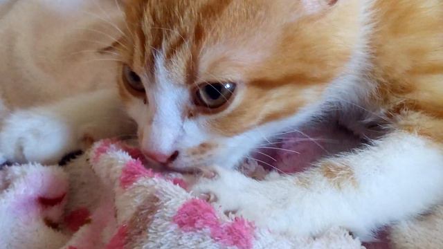 кот Васька сосет одеяло смотреть онлайн