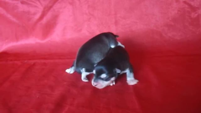 Первые щенки Аляскинского Кли Кая в России - 1 день смотреть онлайн