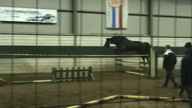 Elvinia (Indoctro x Grosso z x Abgar xx) vrijspringen смотреть онлайн