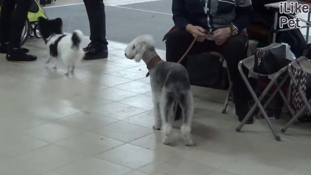 Бедлингтон терьер на ilikepet. Особенности породы, уход смотреть онлайн