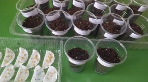 Перцы и баклажаны. Семена проклюнулись. Маленький секрет .Peppers and eggplants hatched