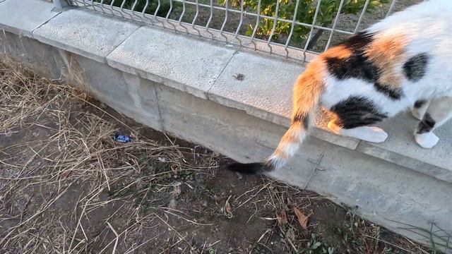 Красивая кошечка ждет людей каждый вечер в одном и том же месте / Beautiful street cat смотреть онлайн