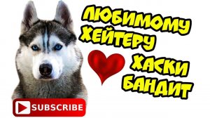 DOGVLOG: ХАСКИ ПРОТИВ ХЕЙТЕРОВ. Поющие собаки. Хаски Бандит