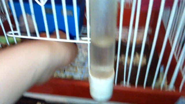 Какие нужны вещи для содержания хомиков и Миша и т.д 🐹 смотреть онлайн