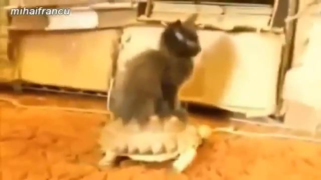 Катание на черепахе! Животные жгут!.mp4 смотреть онлайн