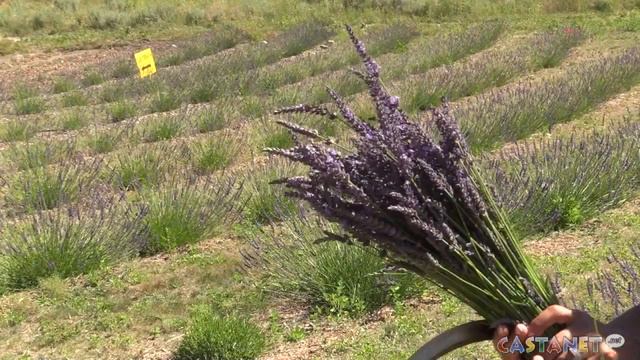 New lavender farm to explore смотреть онлайн
