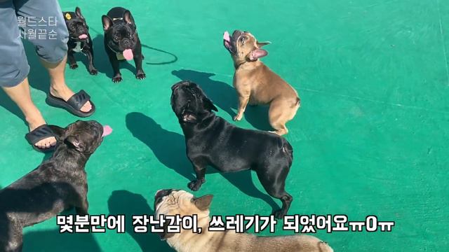 프렌치불독들이 노는법! (👊🏻어깨빵주의) смотреть онлайн