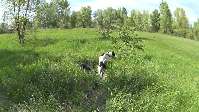Метис питбуля и стаффа смотреть онлайн