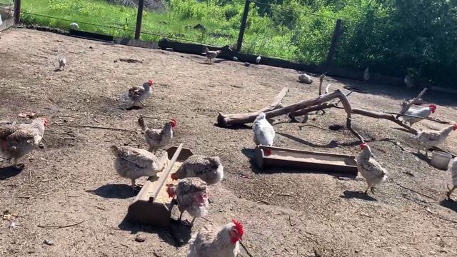 🐓 Петух заклюёт меня ////Жизнь в деревне смотреть онлайн