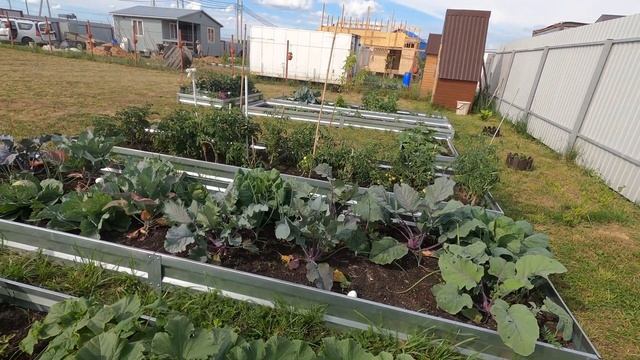 18 июля на даче. Что у нас растет. смотреть онлайн