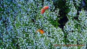 Душевик обыкновенный Блу Клоуд ? обзор: как сажать, саженцы душевики Блу Клоуд