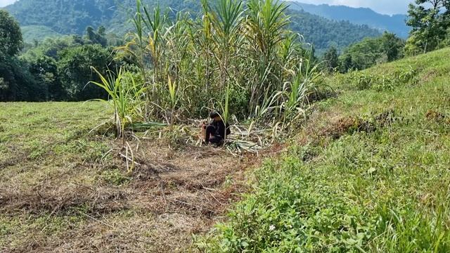 Harvest sugarcane to sell, buy clothes for the baby, take care of mother and child#Tuanorphanboy смотреть онлайн