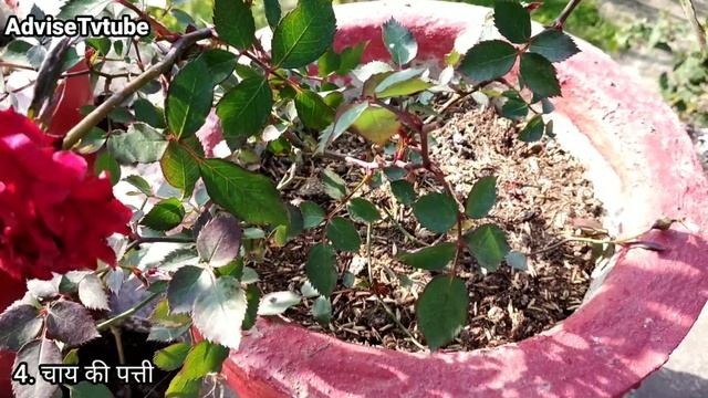 गुलाब के लिए सबसे अच्छी खाद | Rose plant best 5 fertilizer | Gulab me kaun si khad dale смотреть онлайн