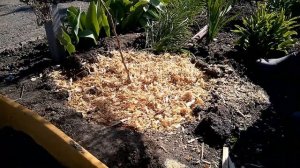 Посадка киви и малинового дерева в сад  весной.Planting kiwi and raspberry tree in spring garden.