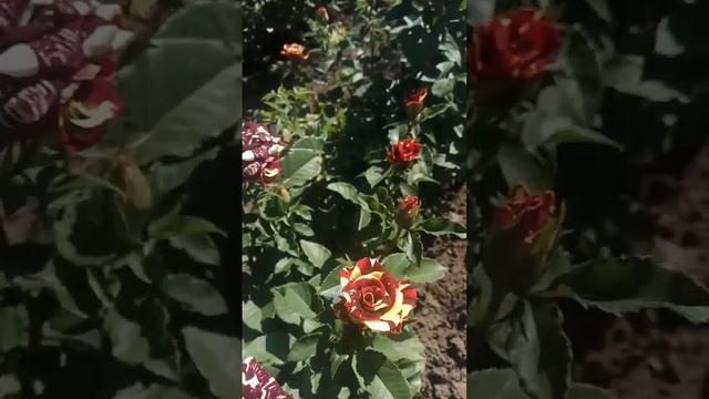 Абракадабра. Abracadabra. (флор.) смотреть онлайн